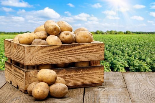 quando si piantano le patate