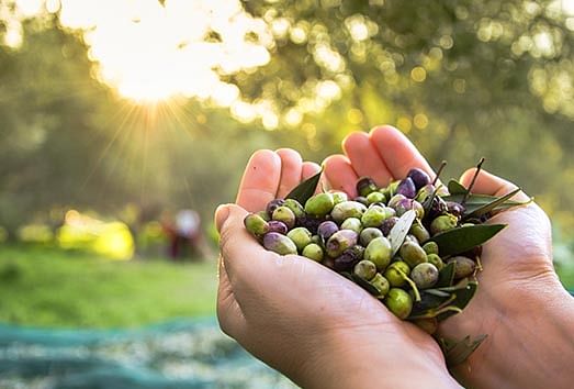 raccolta delle olive