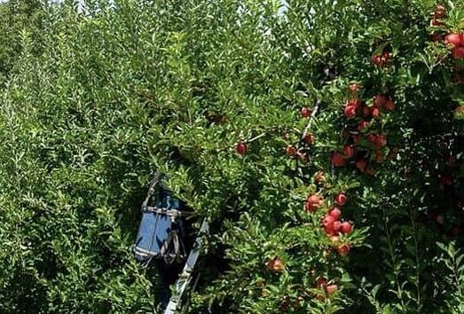 trattamenti alberi da frutto