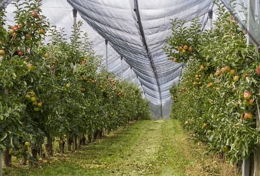 trattamento invernale piante da frutto